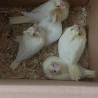 عروس هلندی مولدوجوجه سرلاکی