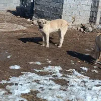 توله عراقی|سگ|مشگین شهر, |دیوار