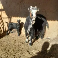 بز وکهر|حیوانات مزرعه|شیراز, داریون|دیوار