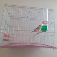 قناری رسمی بلندقرص معاوظه باامپلی ماشین|پرنده|محمدشهر, شهرک پیام (مهرالبرز)|دیوار