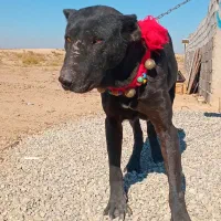 توله نر سرابی|سگ|جوادآباد, |دیوار