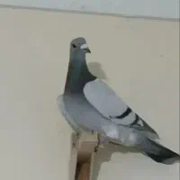 کبوتر پلاکی