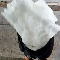 کبوتر رنگی پرنده