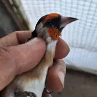 سهره|پرنده|قیدار, |دیوار