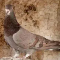 کبوتر طاقی
