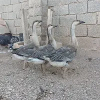 جوجه قوغاز اصیل اوکراینی