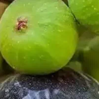 بر انجیر مال امروز پر پشه