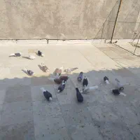 کبوتر