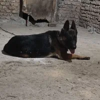 ژرمن شپرد|سگ|گنبد کاووس, |دیوار