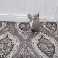 یکجفت گوینکلی ساری وقره|پرنده|ارومیه, |دیوار