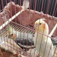 عروس هلندی جفت