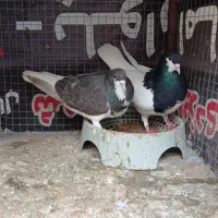 کفتر جفتگاه