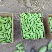 تل میانه کالک قرا خرچا