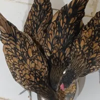 مرغوخروس نیمچه 4ماهه بالغ پولک منظم فوقلاده|حیوانات مزرعه|کرمانشاه, |دیوار