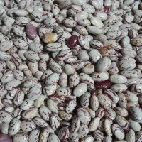 لوبیا چیتی