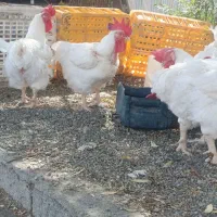 خروس مادر