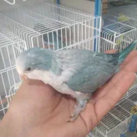 گمشده محدوده بلوار رحمت بنی هاشمی