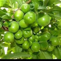 نهال گوجه سبز|گل و گیاه طبیعی|تبریز, |دیوار