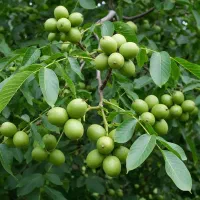 فروش نهال گردو پوست کاغذی با بهترین کیفیت