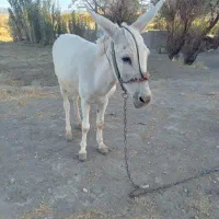 الاغ ساکت آرام ازبیجایی