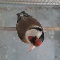 سهره شره ای  جفتی نر کت واکن سهره گاوی قفس