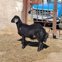 بره قوچ قره چال عتیقه