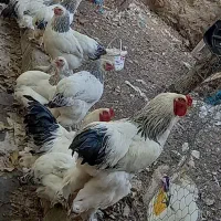 برهما لایت ونیمچه پنج ماهه لاری