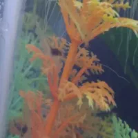 ماهی|ماهی|قزوین, |دیوار