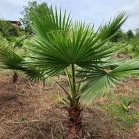 فروش درخت نخل پالم/برگ پالم (مستقیم از تولیدکننده)|گل و گیاه طبیعی|شیرگاه, |دیوار
