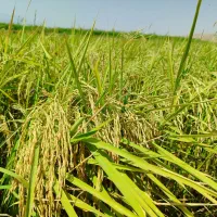 چلتوک طارم محلی|خدمات باغبانی و درختکاری|دره شهر, |دیوار