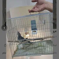 عروس هلندی ماده