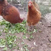 مرغ تخمی بزرگ و درشت