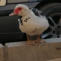 6تا اردک اسرائیلی