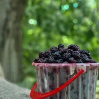 شاتوت سولقان