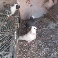 ۵تا کبوتر فروشی|پرنده|بجنورد, |دیوار