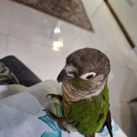 طوطی گرینچیک|پرنده|فردیس, قریشی|دیوار