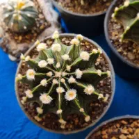 تعدادی کاکتوس خاص|گل و گیاه طبیعی|محمدیه-قزوین, |دیوار