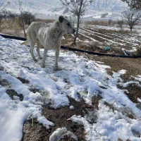ماده سگ|سگ|گرمخان, |دیوار