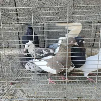فروش انواع کبوتر