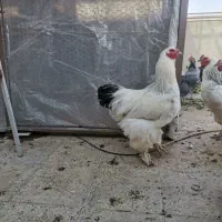 خروس برهما اصل|حیوانات مزرعه|شهریار, شهرک وائین|دیوار