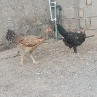 خروس و مرغ تخم گزار|حیوانات مزرعه|زابل, |دیوار