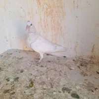 جوجه المانی