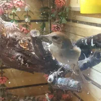 سهره هایه کهنه بخون|پرنده|تبریز, |دیوار