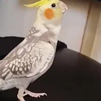 عروس هلندی نر