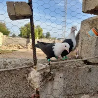 کله سفید|پرنده|سوسنگرد, |دیوار