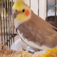 جفت مولد عروس هلندی