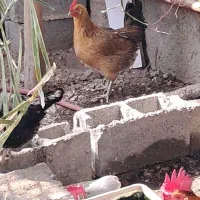 مرغ محلی اصل