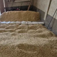 شورکاری و بو دادن تخمه حق‌العمل‌کاری و مزدی