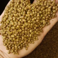 تولید و توزیع بچه ماهی کپور و بچه ماهی قزل الا.|ماهی|زاهدان, |دیوار