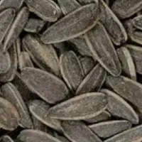 تخمه دورسفید
